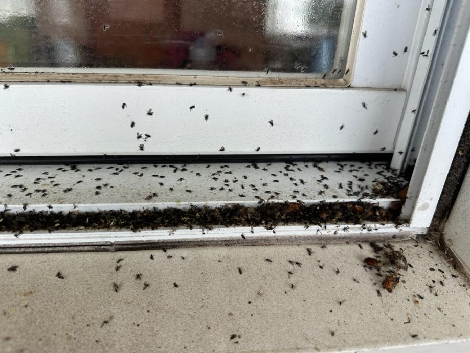 Insects (1)