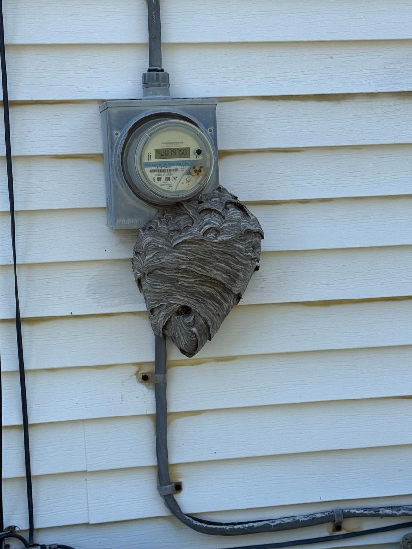 Nest (1)